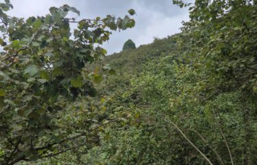 CİMİDE DANIŞMAN KÖYÜNDE 20 DÖNÜM SATILIK ARAZİ