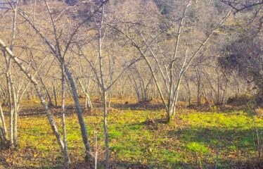 BOZCAALİ MAHALLESİNDE SATILIK ARAZİ