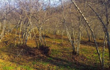 BOZCAALİ MAHALLESİNDE SATILIK ARAZİ