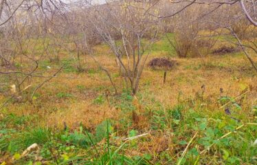 GİRESUN TRABZON KARAYOLU ÜZERİNDE 680 M SATILIK ARAZİ