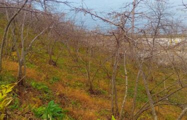 GİRESUN TRABZON KARAYOLU ÜZERİNDE 680 M SATILIK ARAZİ