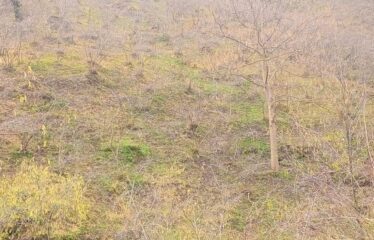 CİLLİOĞLU MAHALLESİNDE SATILIK ARAZİ