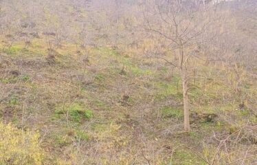 CİLLİOĞLU MAHALLESİNDE SATILIK ARAZİ