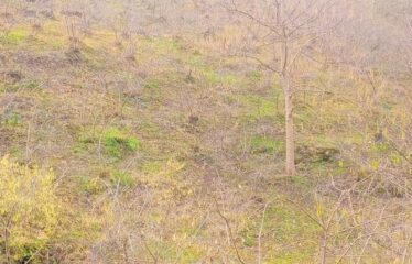 CİLLİOĞLU MAHALLESİNDE SATILIK ARAZİ