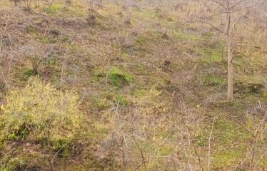 CİLLİOĞLU MAHALLESİNDE SATILIK ARAZİ