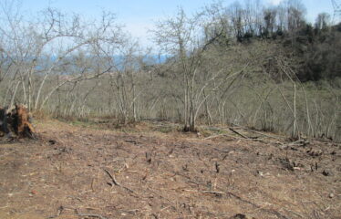 BOZCAALİ MAHALLESİNDE SATILIK ARAZİ