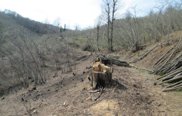 BOZCAALİ MAHALLESİNDE SATILIK ARAZİ