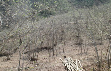 BOZCAALİ MAHALLESİNDE SATILIK ARAZİ