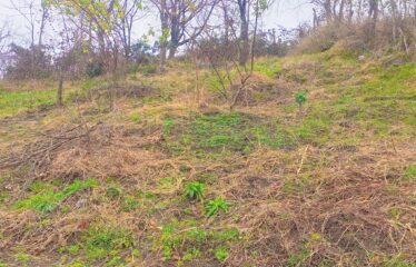 KARABURUN KÖYÜNDE 3,181 M SATILIK FINDIK BAHÇESİ