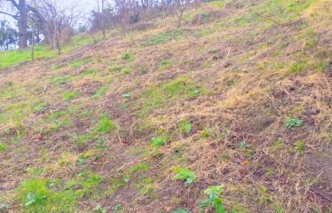 KARABURUN KÖYÜNDE 3,181 M SATILIK FINDIK BAHÇESİ