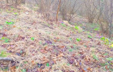 KARABURUN KÖYÜNDE 3,181 M SATILIK FINDIK BAHÇESİ