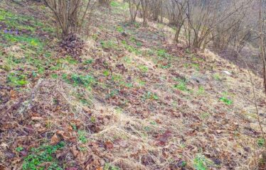 KARABURUN KÖYÜNDE 3,181 M SATILIK FINDIK BAHÇESİ