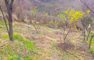 KARABURUN KÖYÜNDE 3,181 M SATILIK FINDIK BAHÇESİ