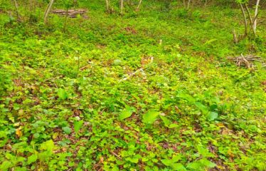 İŞTE ARADINIZ BAHÇE