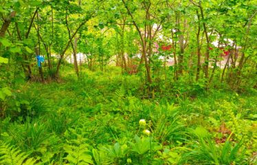 İŞTE ARADINIZ BAHÇE