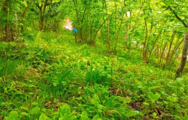 İŞTE ARADINIZ BAHÇE