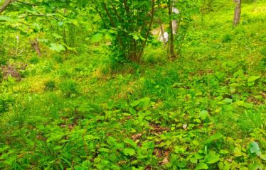 İŞTE ARADINIZ BAHÇE