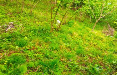 İŞTE ARADINIZ BAHÇE