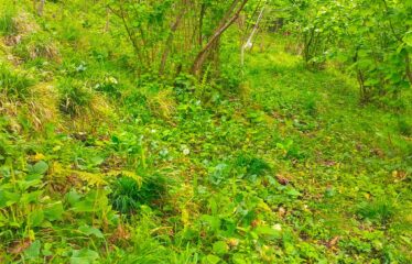 İŞTE ARADINIZ BAHÇE