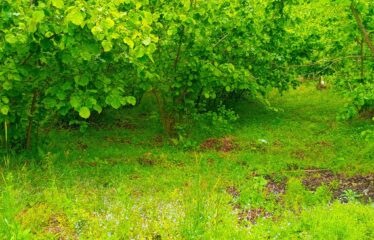 Bozcaali Mahallesinde 2 katlı komple bina ve 7,461 Dönüm Fındık Bahçesi