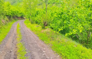 Bozcaali Mahallesinde 2 katlı komple bina ve 7,461 Dönüm Fındık Bahçesi