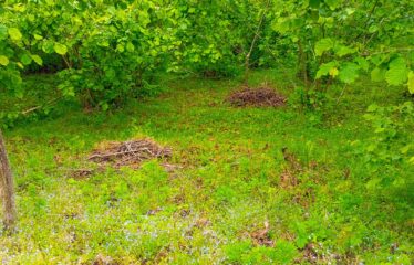 Bozcaali Mahallesinde 2 katlı komple bina ve 7,461 Dönüm Fındık Bahçesi