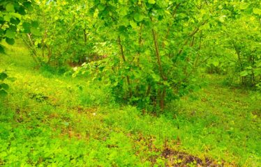 Bozcaali Mahallesinde 2 katlı komple bina ve 7,461 Dönüm Fındık Bahçesi