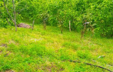 Bozcaali Mahallesinde 2 katlı komple bina ve 7,461 Dönüm Fındık Bahçesi