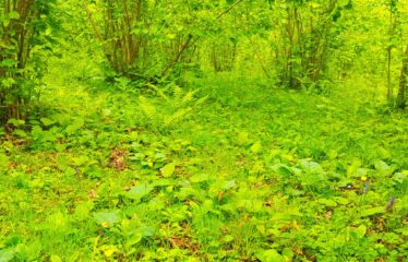 Bozcaali Mahallesinde 2 katlı komple bina ve 7,461 Dönüm Fındık Bahçesi