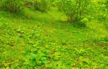 Bozcaali Mahallesinde 2 katlı komple bina ve 7,461 Dönüm Fındık Bahçesi