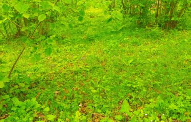 Bozcaali Mahallesinde 2 katlı komple bina ve 7,461 Dönüm Fındık Bahçesi