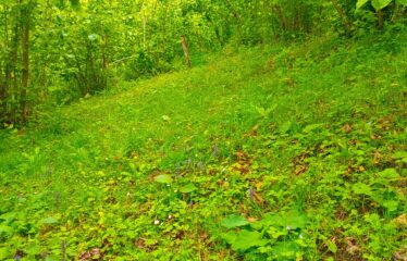 Bozcaali Mahallesinde 2 katlı komple bina ve 7,461 Dönüm Fındık Bahçesi