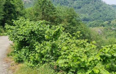 ÇAVUŞLU ORTA MAHALLEDE SATILIK ARAZİ