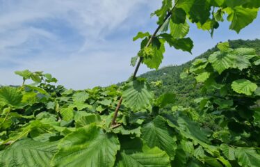 ÇAVUŞLU ORTA MAHALLEDE SATILIK ARAZİ
