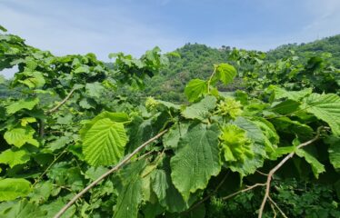 ÇAVUŞLU ORTA MAHALLEDE SATILIK ARAZİ