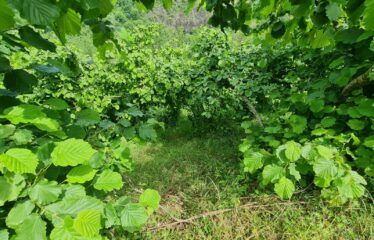 ÇAVUŞLU ORTA MAHALLEDE SATILIK ARAZİ