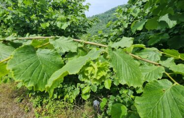 ÇAVUŞLU ORTA MAHALLEDE SATILIK ARAZİ