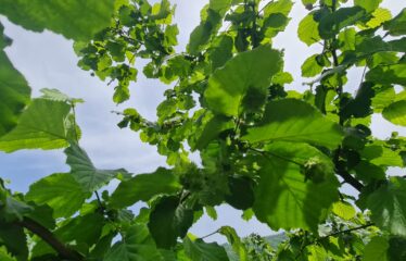 ÇAVUŞLU ORTA MAHALLEDE SATILIK ARAZİ