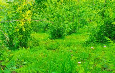 KEKİTTEPE KÖYÜNDE 1,515 M2 SATILIK ARAZİ