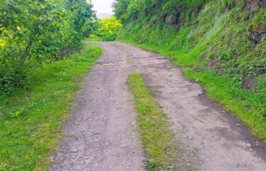 KEKİTTEPE KÖYÜNDE 972 SATILIK FINDIK BAHÇESİ