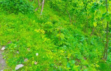 KEKİTTEPE KÖYÜNDE 972 SATILIK FINDIK BAHÇESİ