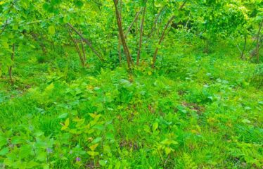 KEKİTTEPE KÖYÜNDE 972 SATILIK FINDIK BAHÇESİ