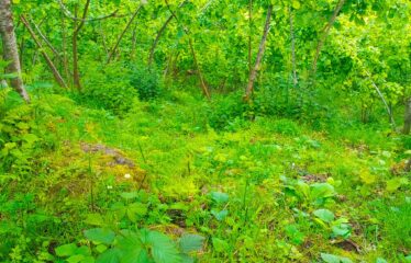 KEKİTTEPE KÖYÜNDE 972 SATILIK FINDIK BAHÇESİ