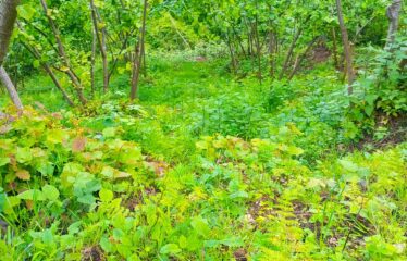 KEKİTTEPE KÖYÜNDE 972 SATILIK FINDIK BAHÇESİ