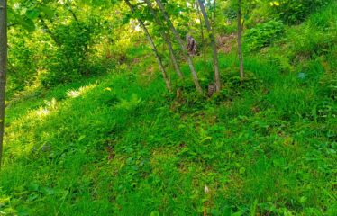 KEKİTTEPE KÖYÜNDE 1,515 M2 SATILIK ARAZİ