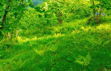 KEKİTTEPE KÖYÜNDE 1,515 M2 SATILIK ARAZİ