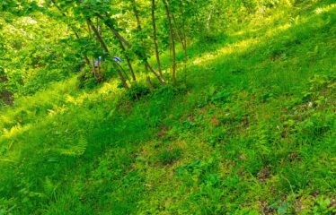 KEKİTTEPE KÖYÜNDE 1,515 M2 SATILIK ARAZİ