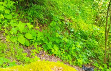 KUŞÇULU KÖYÜNDE SATILIK FINDIK BAHÇESİ