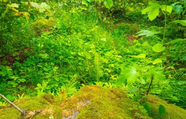 KUŞÇULU KÖYÜNDE SATILIK FINDIK BAHÇESİ