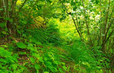 KUŞÇULU KÖYÜNDE SATILIK FINDIK BAHÇESİ